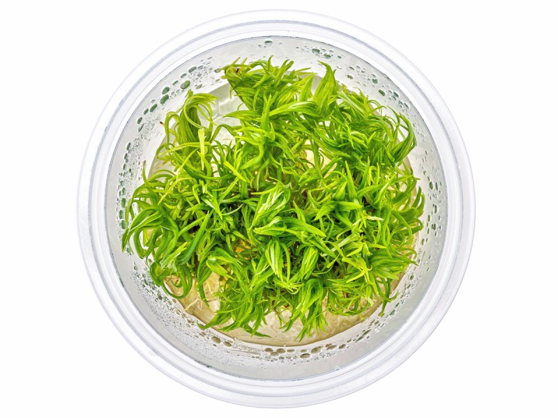 Indische Sternpflanze - Pogostemon deccanensis in vitro